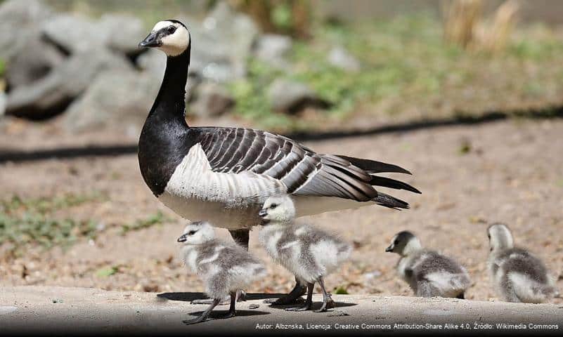 Ogród zoologiczny w Lubinie